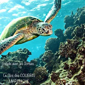 Pamplemousse Avec Piscine Privative , Dans Parc Calme à 500 M Hébergement de vacances Le Carbet